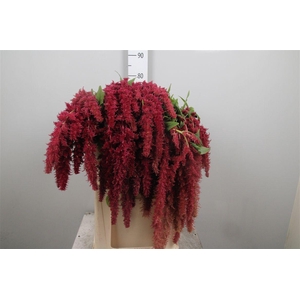 Amar Ca Red Spider