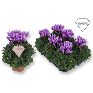 Cyclamen Exclusive® Dragon Blue