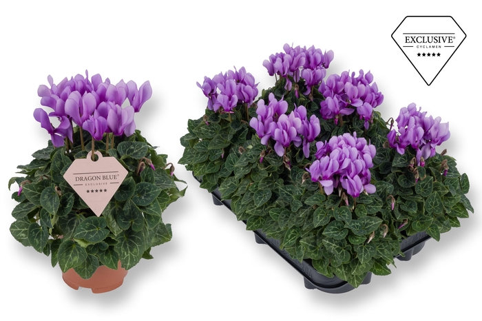 <h4>Cyclamen Exclusive® Dragon Blue</h4>