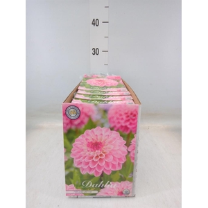 Dahlia   ...flowerbulbs