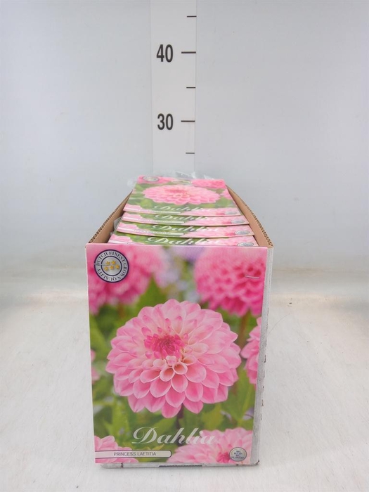 <h4>Dahlia   ...flowerbulbs</h4>