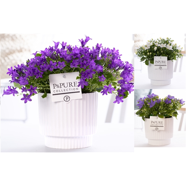 <h4>Campanula Mix Pure Ivy Ceramics</h4>