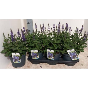 Salvia Blue Marvel