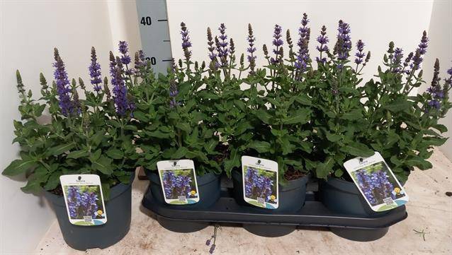 <h4>Salvia Blue Marvel</h4>