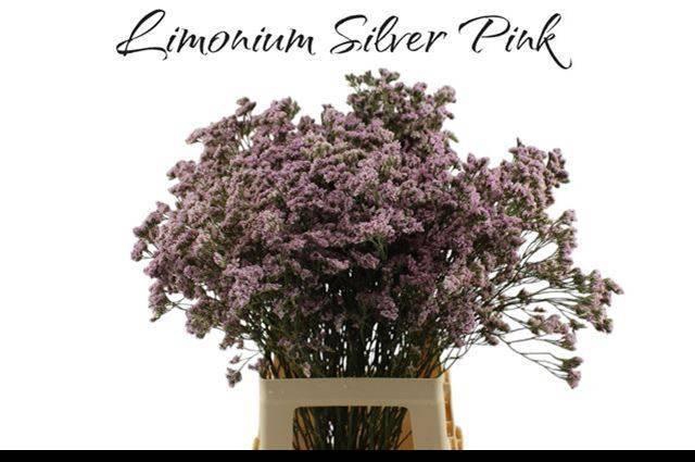 <h4>LIM MR SILVER PINK</h4>