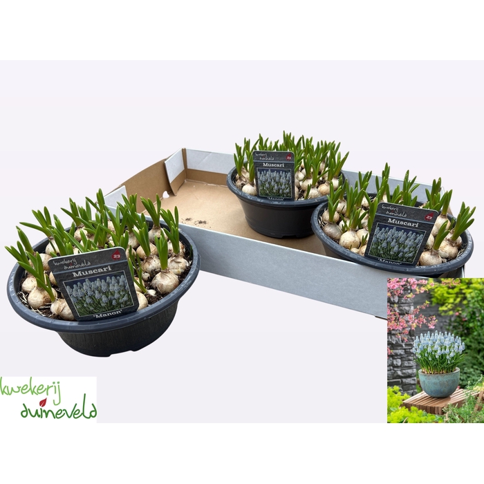 <h4>MUSCAR MANON</h4>