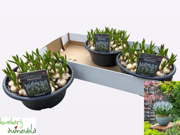 <h4>MUSCAR MANON</h4>