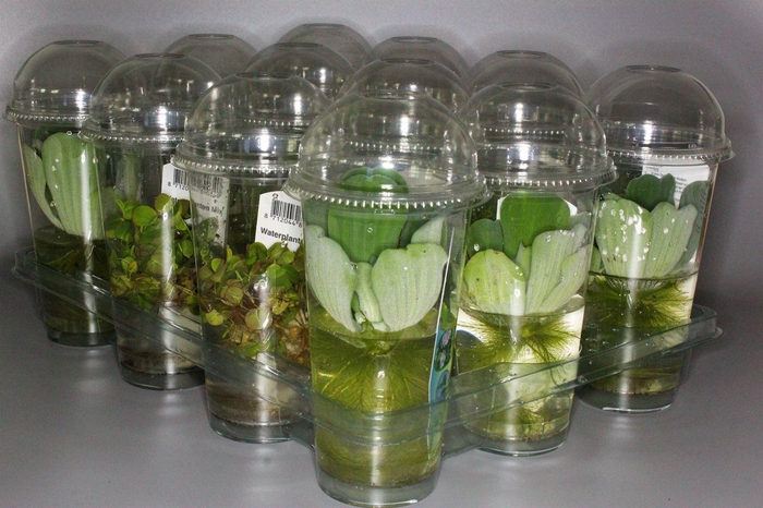 <h4>Waterplanten   ...mix</h4>