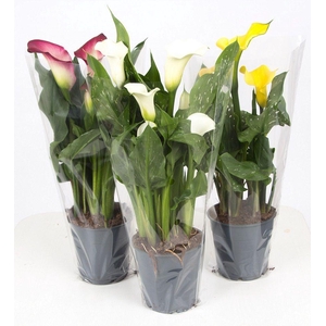 Zantedeschia mix P&PURE Collection