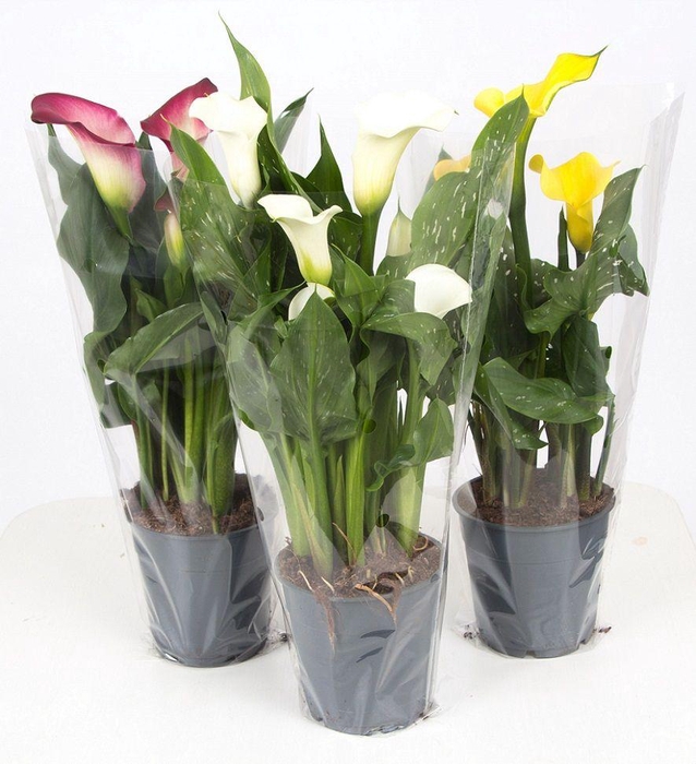 <h4>Zantedeschia mix P&PURE Collection</h4>