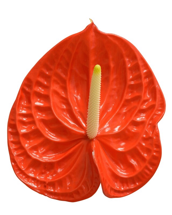 <h4>Anthurium naranja 143</h4>