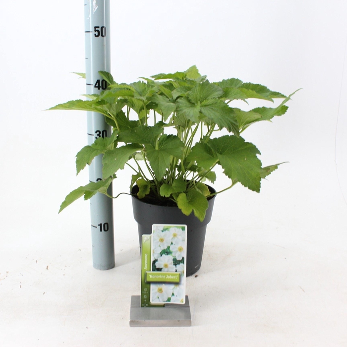 Anemone x hybrida Honorine Jobert