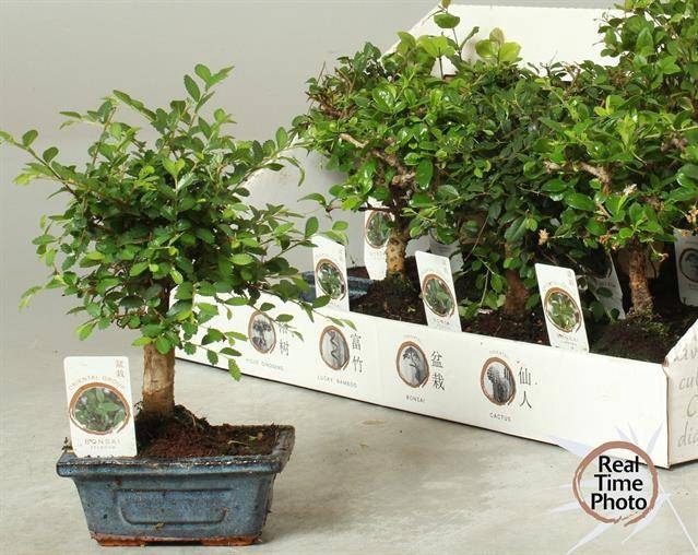 <h4>BONSAI GEM</h4>