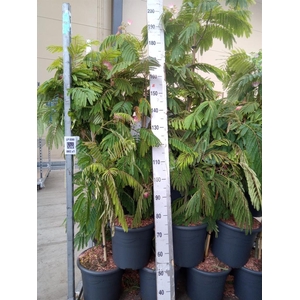 Albizia julibrissin