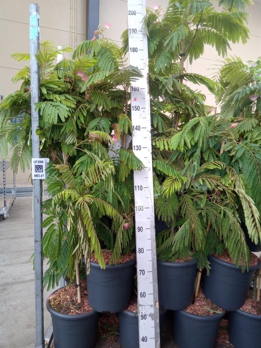 <h4>Albizia julibrissin</h4>