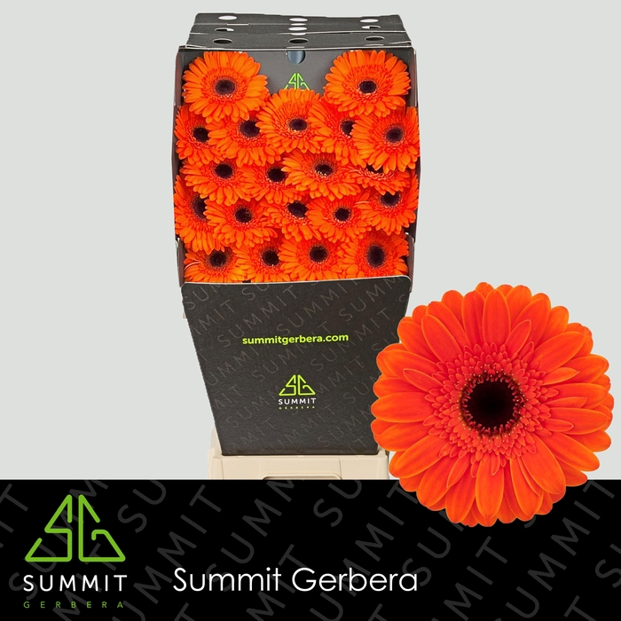<h4>GE MI NEMO</h4>