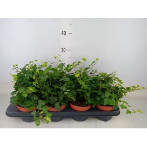 Hedera helix 'Wonder'