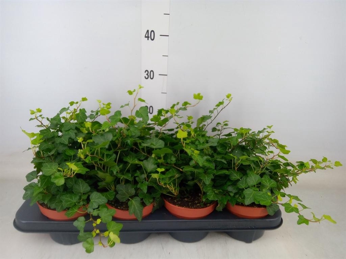 <h4>Hedera helix 'Wonder'</h4>