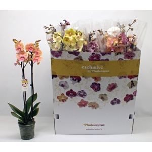 PHAL GEM 10 KL