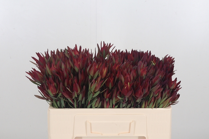 <h4>Leucadendron Sal Blush</h4>