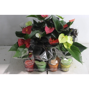 ANTHURIUM VARIADO P09