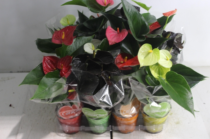 <h4>ANTHURIUM VARIADO P09</h4>