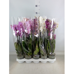 Phalaenopsis   ...mix