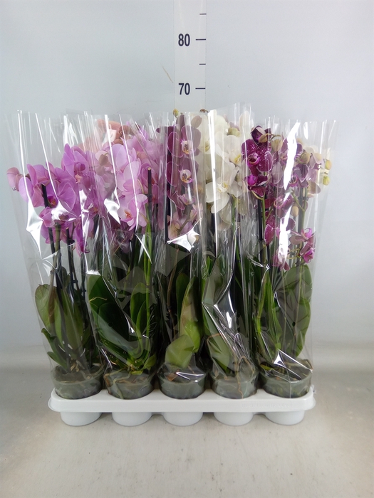<h4>Phalaenopsis   ...mix</h4>