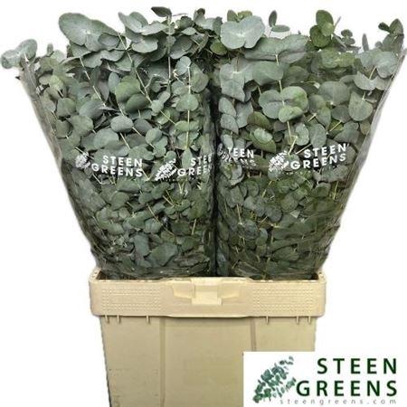 <h4>Euc Cinerea Per Bos</h4>