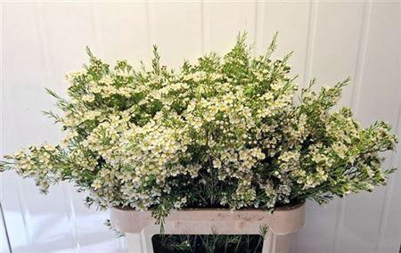 <h4>Chame Un Arbel</h4>