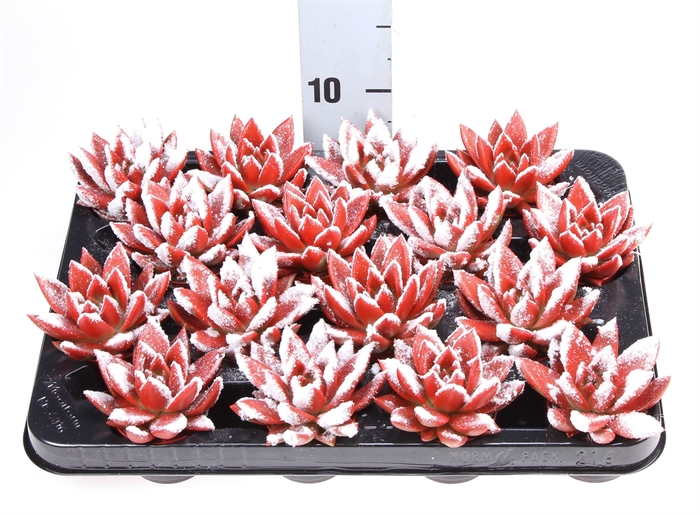 <h4>Echeveria  'Miranda'</h4>