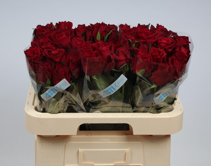 <h4>R GR EVER RED</h4>