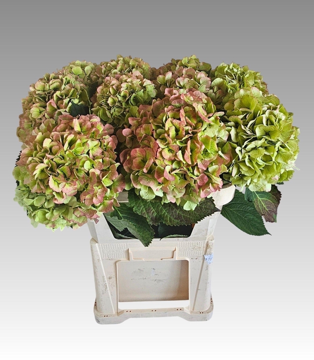 <h4>HYDR M CH VERENA CL</h4>