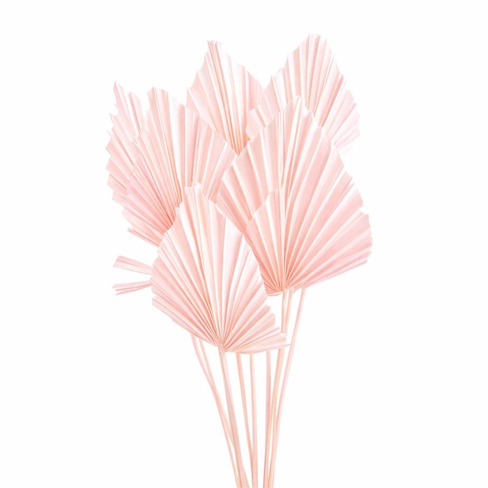 <h4>Dried Palm Spear 10pc Lightpink Bunch</h4>