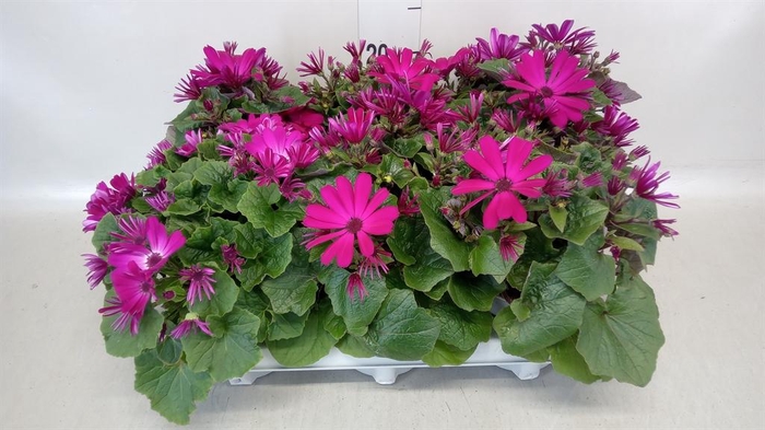 <h4>Senecio   ...</h4>