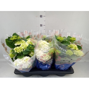 Hydrangea mac. 'Hi White Sun'