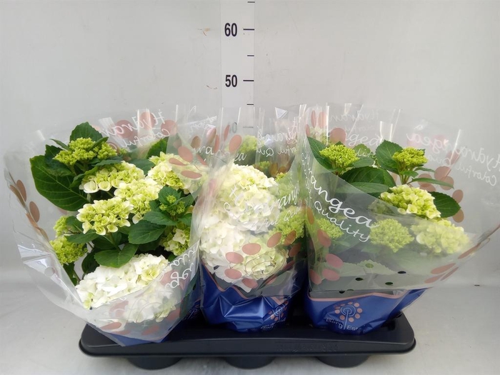 <h4>Hydrangea mac. 'Hi White Sun'</h4>