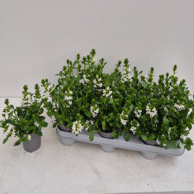 <h4>SCAEV A WHITE TOUCH</h4>