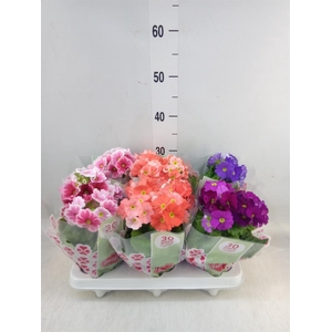 Primula obcon. 'Touch Me'   ...mix