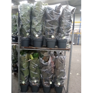Ficus elastica   ...