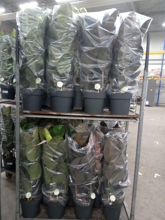 <h4>Ficus elastica   ...</h4>