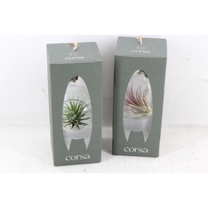 arr3 CP - Mini hangbol gift box