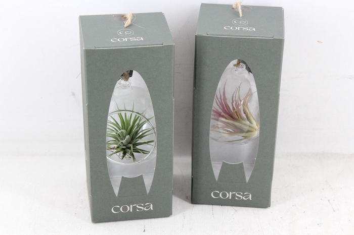 <h4>arr3 CP - Mini hangbol gift box</h4>