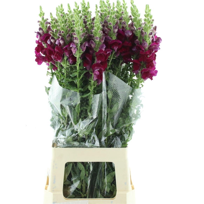 <h4>Antir Op Bordeaux Extra X L</h4>