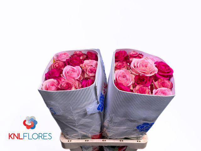 <h4>R GR GEM IN BOS EQU</h4>