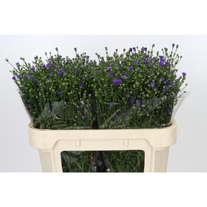 Aster Casamare