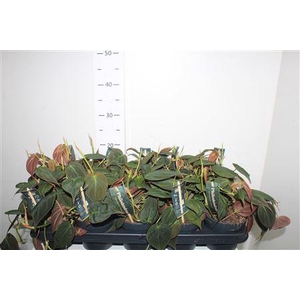 Phil Scandens Micans