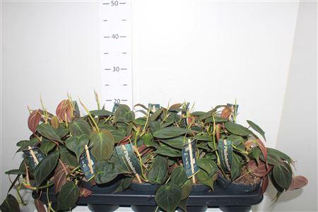 <h4>Phil Scandens Micans</h4>