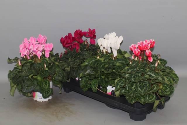 <h4>CYCL GR SUP XL</h4>