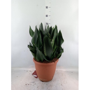 Sansevieria trifa.   ...